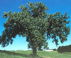Arbre du Québec - Peuplier deltoïdes