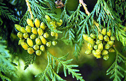 Arbre du Québec - Le thuya occidental
