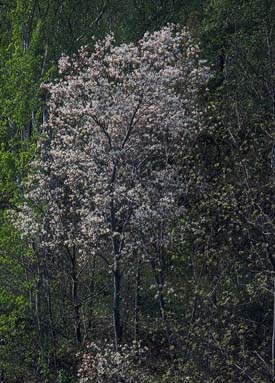Arbre du Québec - Amélanchier
