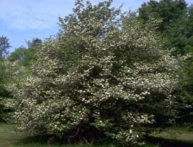 Arbre du Québec - L'aubépine