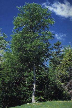 Arbre du Québec - Bouleau jaune