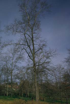 Arbre du Québec - Le caryer glabre