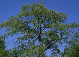 Arbre du Québec - Le cerisier tardif