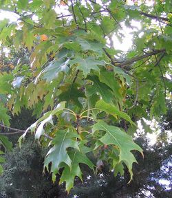 Arbre du Québec - Le chêne rouge