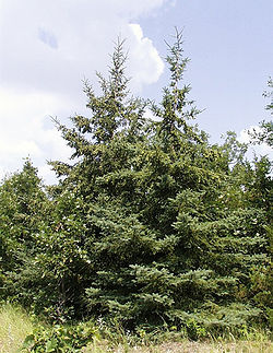 Arbre du Québec - Épinette blanche