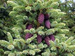 Arbre du Québec - Épinette noire