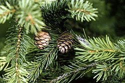 Arbre du Québec - Épinette rouge