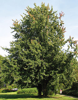 Arbre du Québec - Érable argenté