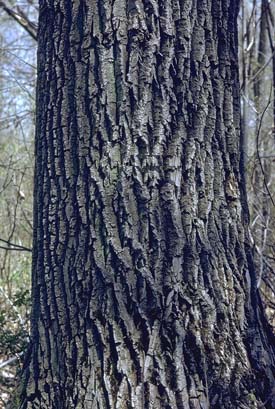 Arbre du Québec - L'érable noir