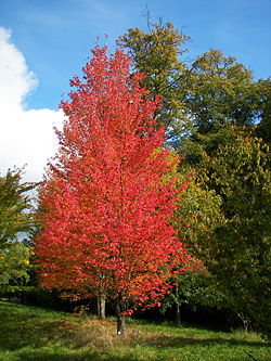 Arbre du Québec - L'érable rouge