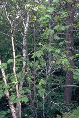 Arbre du Québec - L'érable de Pennsylvanie