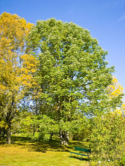 Arbre du Québec - Le frêne blanc