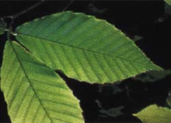 Hêtre à grandes feuilles