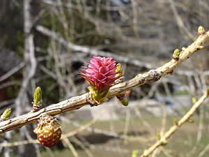 Arbre du Québec - Le mélèze laricin
