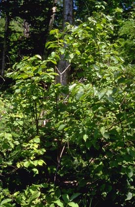 Arbre du Québec - Le noisetier à long bec