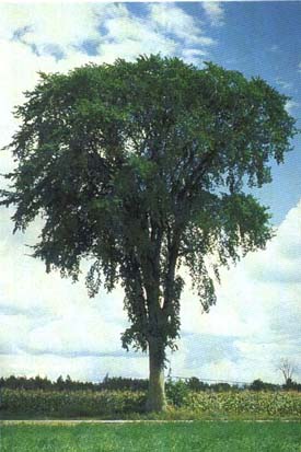 Arbre du Québec - L'orme d'Amérique