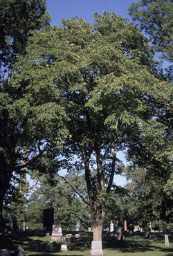 Arbre du Québec - L'orme rouge