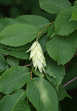 Arbre du Québec - Ostryer de Virginie
