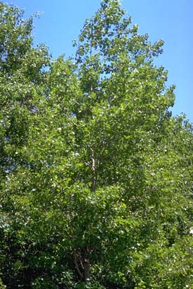Arbre du Québec - Peuplier à grandes dents