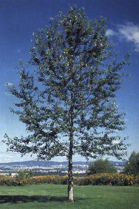 Arbre du Québec - Peuplier baumier