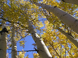 Arbre du Québec - Peuplier faux-tremble