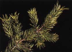 Arbre du Québec - Pin gris