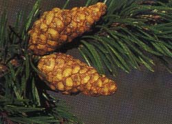 Arbre du Québec - Pin gris