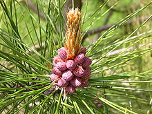Arbre du Québec - Pin rouge