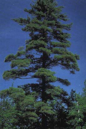 Arbre du Québec - Pin blanc
