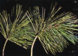 Arbre du Québec - Pin rouge