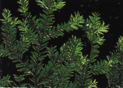 Arbre du Québec - Pruche du Canada