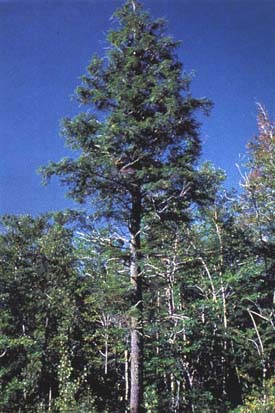 Arbre du Québec - Pruche du Canada