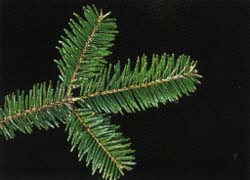 Arbre du Québec - Le sapin baumier