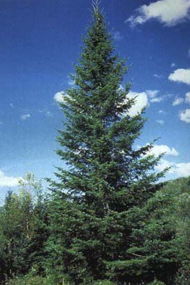 Arbre du Québec - Le sapin baumier