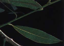 Arbre du Québec - Le saule : arbre à canards