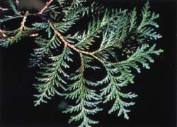 Arbre du Québec - Le thuya occidental
