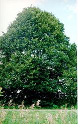 Arbre du Québec - Tilleul d'Amérique