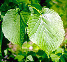 Arbre du Québec - Tilleul d'Amérique