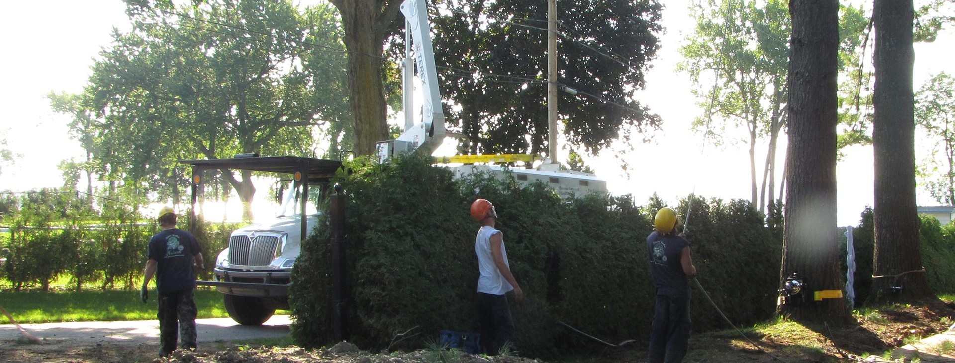  en arboriculture, coupe d’arbres, élagage d’arbres, haubanage et (émondage d’arbres) 